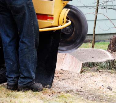 Derby Burton Tree Stump Grinding and removal Services