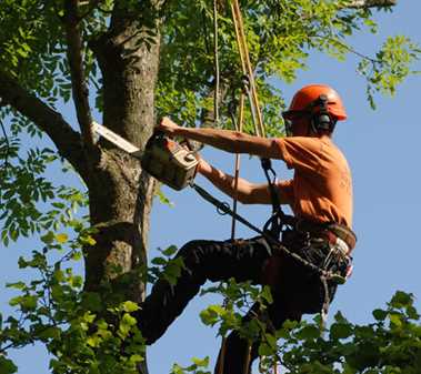 Derby Tree Surgeon Company and Landscape Grounds Management in Burton on Trent