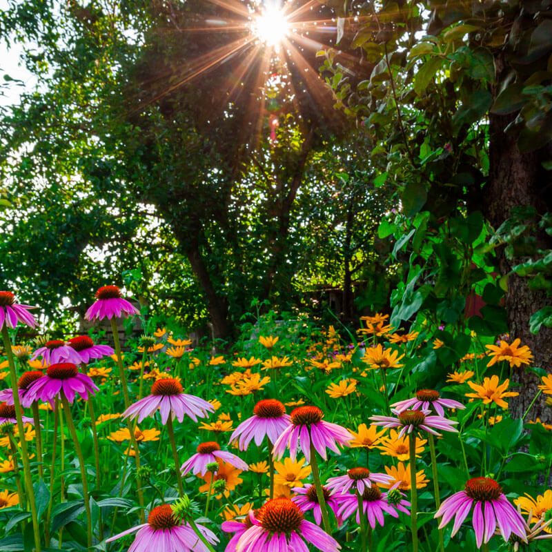 a field of flowers with the sun shining on them.
